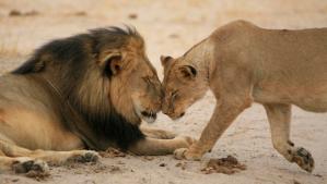 cecil-and-lioness-brent-stapelkamp (1)