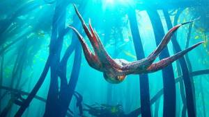 MY OCTOPUS TEACHER was filmed in the Great African Seaforest, a giant underwater forest that fringes the shores of Cape Town. Photo courtesy The Sea Change Project.